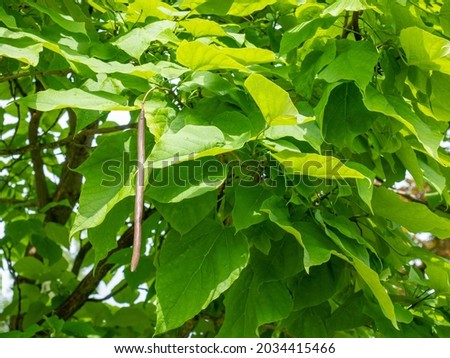Catalpa tree, catalpa bignonioides  closeup. Big leaves and fresh pods with seeds hang down from the catalpa tree branches.  Royalty-Free Stock Photo #2034415466