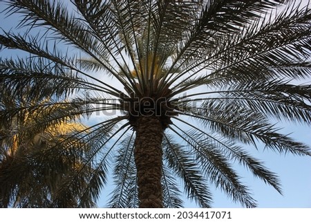 Palms in Qatar A picture of the beautiful palm