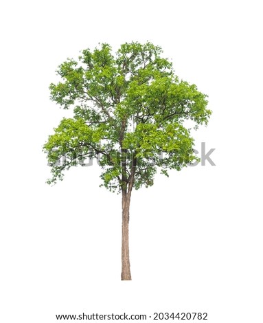 tree isolated on a white background