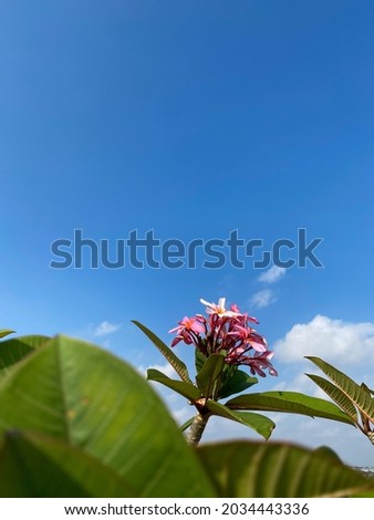 Clear blue sky and flowers