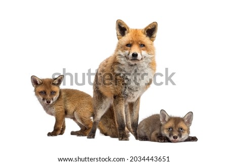 Seven weeks old fox cubs and they mother together, isolated on white