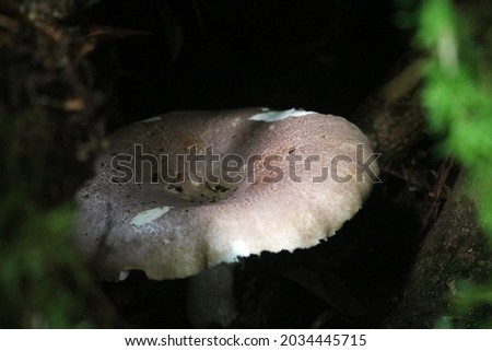 This is a forest mushroom, which is found on the hiking trail of Mount Sago, West Sumatra September 1, 2021