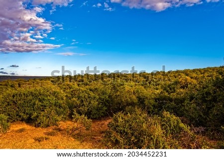 Landscape of subtropical thicket vegetation in Addo Elephant Park, South Africa Royalty-Free Stock Photo #2034452231
