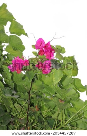 Colorful Flowers stock photos. Flowers come in all different types of shades,