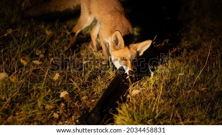 wild fox biting a photograde's tripod