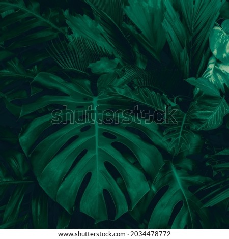 Abstract green leaves nature texture background.( Monstera,palm,coconut,banana,fern)Creative layout for design