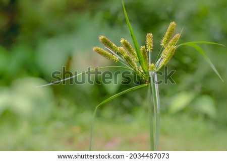 a hairy tubular flower grass with green color, slender leaves