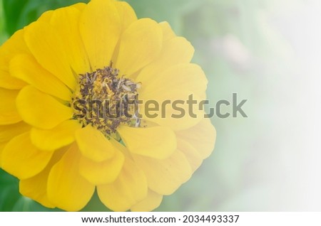 yellow zinnia leaves for background