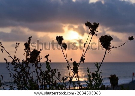A picturesque sunset on the sea horizon with exotic plants in the foreground in a low key