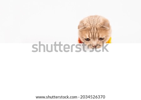 Sale concept. Surprised cat peeking from behind a banner and looking at free copy space for text. Funny cat banner, creative advertisement, final sale. On-line shopping, web line, promotion template.