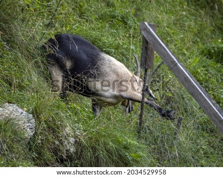 black mountain goat in dolomites mountains
