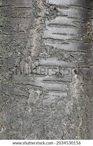 Bark of a cherry tree in August, Germany