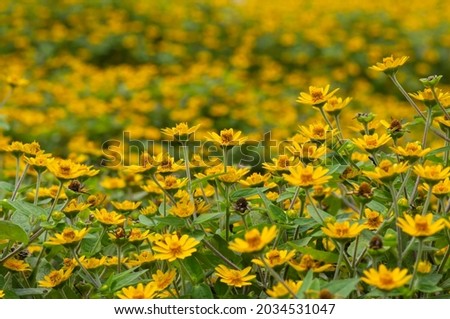 Melampodium Butter Daisy, mini sun flower, yellow flower Rudbeckia, Heliopsis helianthoides, shallow focus
