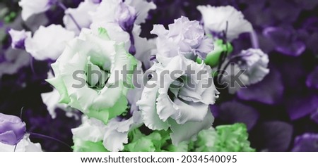 Beautiful colorful flowers background. Romantic blossom flower backdrop