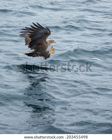 Bald Eagle fishing in the norwegian sea, Lofoten Islands, Norway