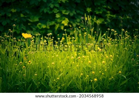 Light garden spring background of green grass. Cinematic photo tinting