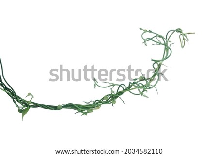 Twisted jungle vines liana plant with heart shaped young green leaves isolated on white background, clipping path included. Royalty-Free Stock Photo #2034582110