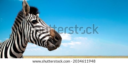 zebra chewing. Cape mountain zebra close-up against the sky. Equus zebra in natural habitat. National reserve of zebras Askania Nova. Zebra portrait cheerful. space for text. High quality photo Royalty-Free Stock Photo #2034611948