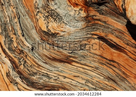 Brown wood texture background, araucaria cortex