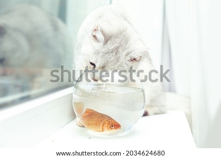 British shorthair silver cat watching goldfish in an aquarium. 