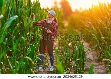 Smart woman farmer agronomist using digital tablet for examining and inspecting quality control of produce corn crop. Modern technologies in agriculture management and agribusiness Royalty-Free Stock Photo #2034625139