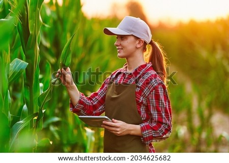 Smart woman farmer agronomist using digital tablet for examining and inspecting quality control of produce corn crop. Modern technologies in agriculture management and agribusiness Royalty-Free Stock Photo #2034625682