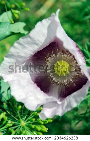 Flower Red poppy blossom on wild field. Floral nature background