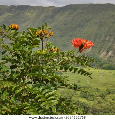 An invasive African tulip tree blooming in the foreground looking down into Waipio Valley on Big Island, Hawaii.