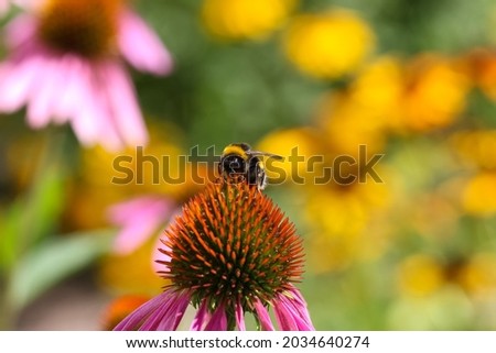 Close-up of Echinacea purpurea flower and bee in a city park 