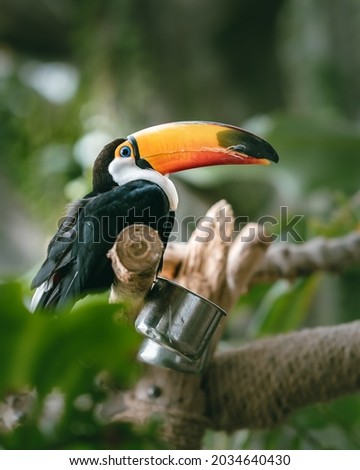 toucan tropical bird some say that the beak in a toucan is relatively larger than it body