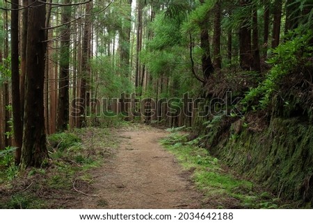 Hiking on Pico da Vara trail through subtropical forest on Sao Miguel island, Azores, Portugal on a misty morning Royalty-Free Stock Photo #2034642188