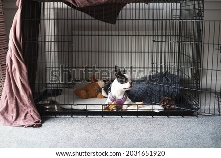 Boston Terrier puppy inside a large cage play pen. with the door open. It is partly covered with a brown soft sheet. The puppy is lying down and looking to the side with ears up.   Royalty-Free Stock Photo #2034651920