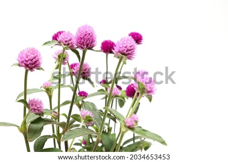 flower head of globe amaranth in a white background Royalty-Free Stock Photo #2034653453