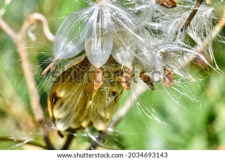 Milkweed seeds (Asclepias tuberosa) fluffed up by the wind are ready to become airborne. Milkweed is the host plants for the Monarch Butterfly and are critical for their continued existence.  Closeup Royalty-Free Stock Photo #2034693143