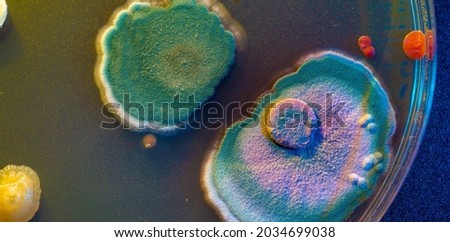 close up petri of dish with microbe colony Royalty-Free Stock Photo #2034699038