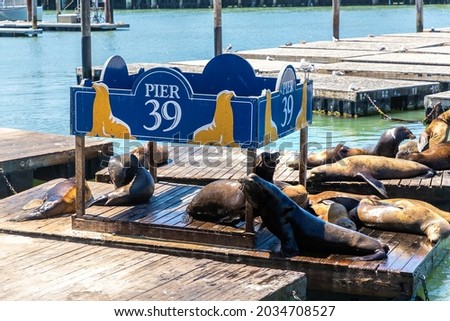 Sea lions at Pier 39 in San Francisco, California, USA Royalty-Free Stock Photo #2034708527