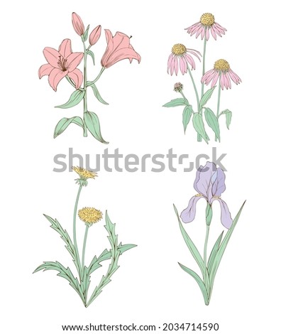 Set of vector isolated Flowers. Wild and garden flowers are dandelion, iris, echinacea and lily.