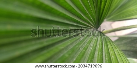 a beauty of green leaf closeup 