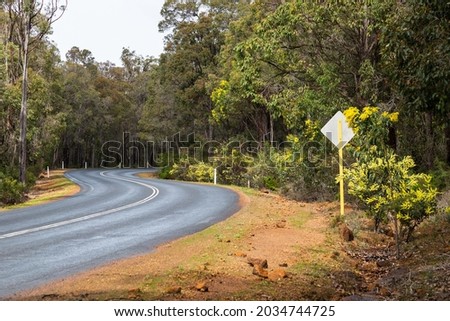Winter flowering yellow wattle lining road into Greenbushes, Western Australia