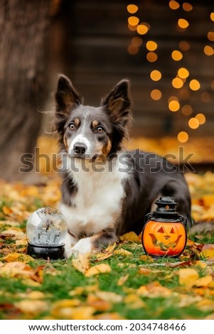 Halloween and Thanksgiving Holidays. Dog with pumpkins in the forest. Border Collie dog