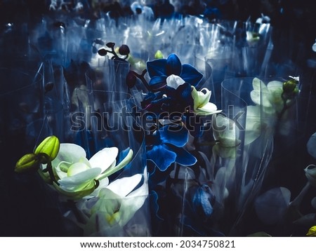 Orchids. Artwork. A bouquet of flowers of dark blue colors. In the store or in the warehouse, ready for sale. Wrapped in a polyethylene package. Picture in artistic processing. For postcard, wallpaper