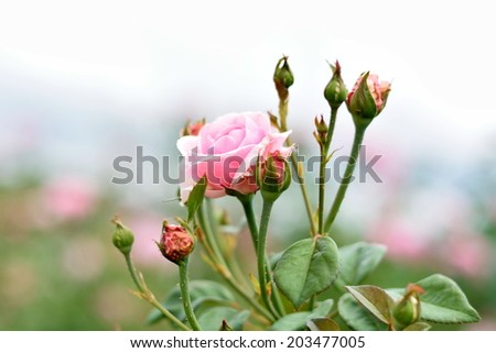 Roses are the flowers used to express love in a special session right would like to present a rose to each other