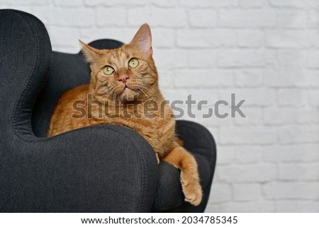 Cute red cat relaxing on a armchair and looking away. Horizontal image with selective focus.