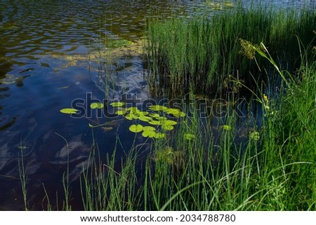 An algal bloom, the water in the river, pond bloomed, the appearance of a lot of green algae, grass, water lilies, top view Royalty-Free Stock Photo #2034788780