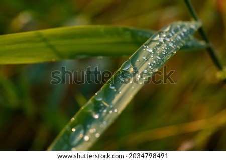 Dew or rain drops on big blades of bright green reed gras. Macro close up on the shore of Wattenmeer North sea Germany. Evening sunlight and blue sky reflected by the lenticular drops.
