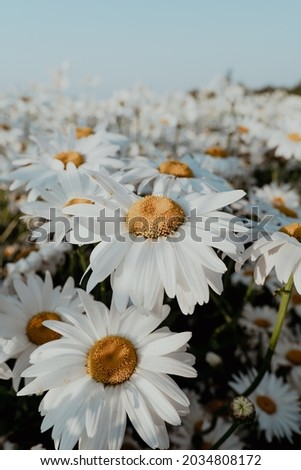 Beautiful chamomile flowers in meadow. Spring or summer nature scene with blooming daisy in sun light