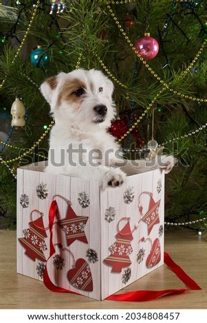 funny white puppy sticks out of a gift box, against the background of a christmas tree, christmas and new year concept
