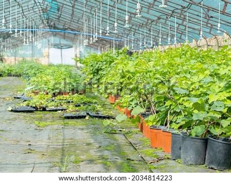 Growing berry bushes in greenhouses for further sale. Plant growing farm for sale. Berry nursery with plants and drip irrigation system.