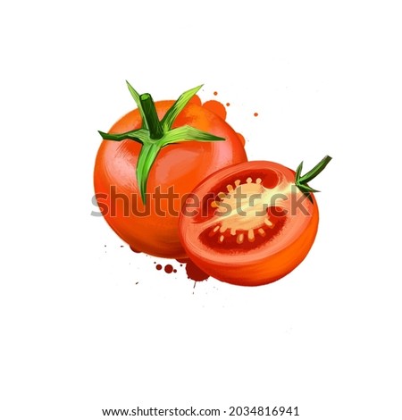 Tomato or Solanum lycopersicum isolated on white background. Organic healthy food. Red vegetable. Hand drawn plant closeup. Clip art illustration graphic design element. Digital illustration
