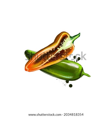 Jalapeno chili pepper isolated on white background. Organic healthy food. Green vegetable. Hand drawn plant closeup. Clip art illustration. Graphic design element. Digital illustration hand drawn